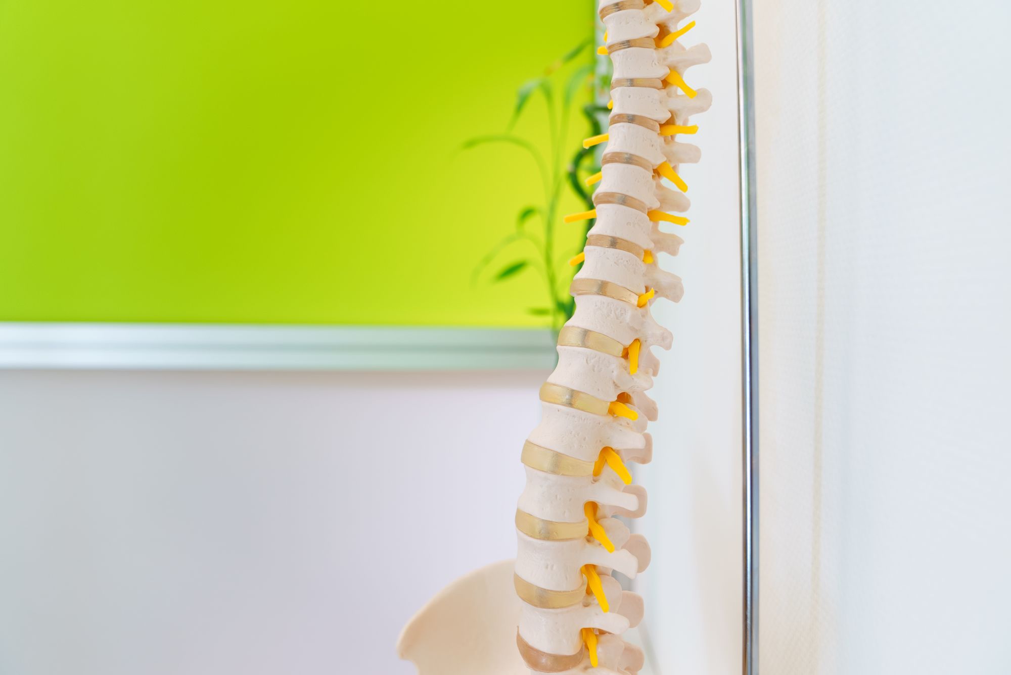 Modell einer Wirbelsäule vor der grünen Wand eines Behandlungsraums im Therapiezentrum Dentl